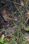 Tall ironweed